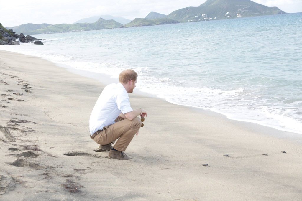 ROYAL TURTLES! PRINCE HARRY RELEASES BABY TURTLES INTO OCEAN AS PART OF LOCAL CONSERVATION PROJECT AT LOVERS BEACH, NEVIS