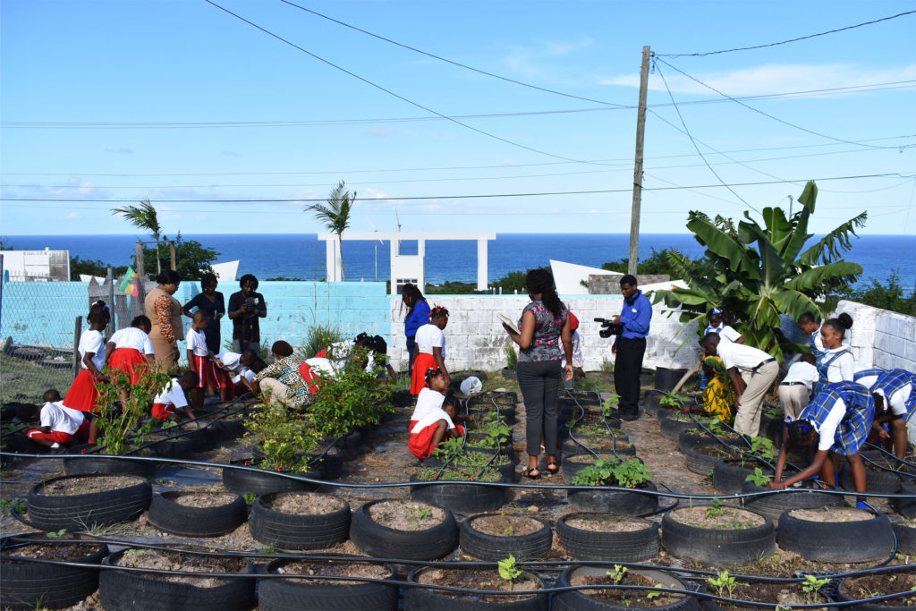 Development Bank supports Nevis’ St. James Primary School’s organic farming project