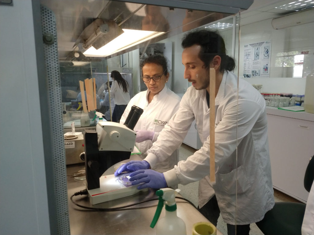 Press release: IICA and the Bioversity International-CIAT Alliance provided training in gene editing to researchers in Central America and the Andean region