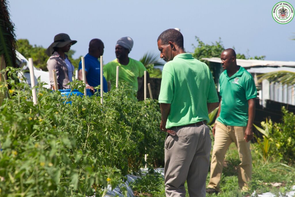 ST. KITTS SEES SIGNIFICANT INCREASE IN CROP PRODUCTION FOR YEAR 2024 THANKS TO GOVERNEMENT’S DROUGHT RESISTANT TECHNOLOGY INVESTMENT